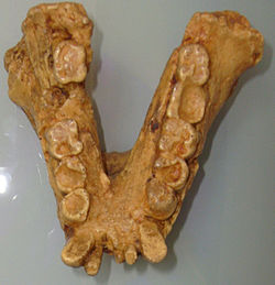Gigantopithecus_dientes